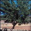 Tu B'Shevat: What and How
